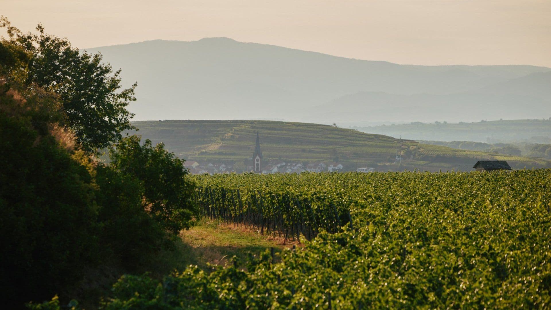 Weingut Dr. Heger – Ihringen, Baden
